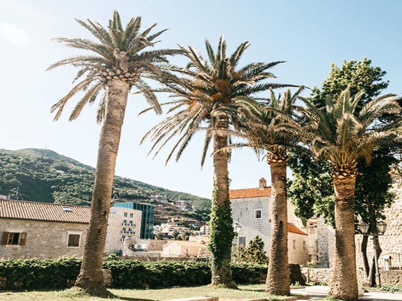 BUDVA (2025) AİR MONTENEGRO HAVAYOLLARI İLE