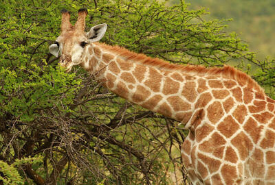 GÜNEY AFRİKA TURU  Türk Hava Yolları Tarifeli Seferleri ile
