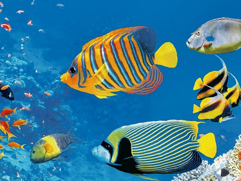 MEGA PROMOSYON BAŞTANBAŞA GİZEMLİ MISIR TURU HURGHADA GİDİŞ