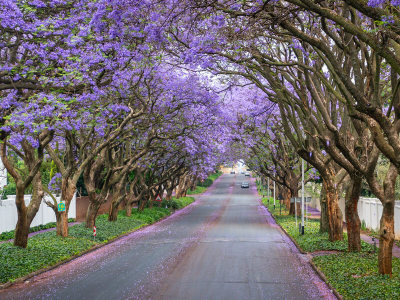 GÜNEY AFRİKA TURU  Türk Hava Yolları Tarifeli Seferleri ile