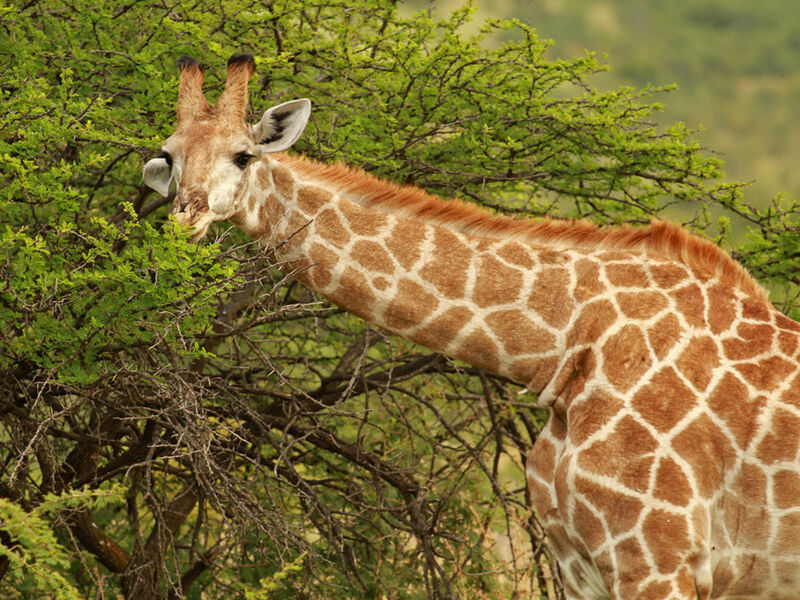 GÜNEY AFRİKA TURU  Türk Hava Yolları Tarifeli Seferleri ile